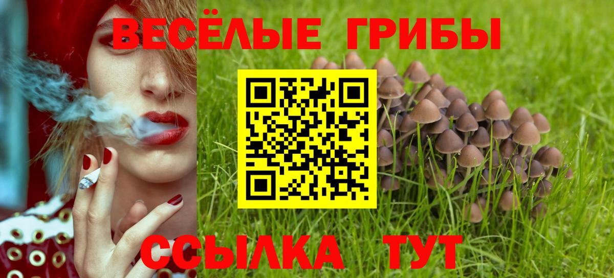 Псилоцибиновые грибы GOLDEN TEACHER  где найти наркотики  Грозный  Вход с VPN 